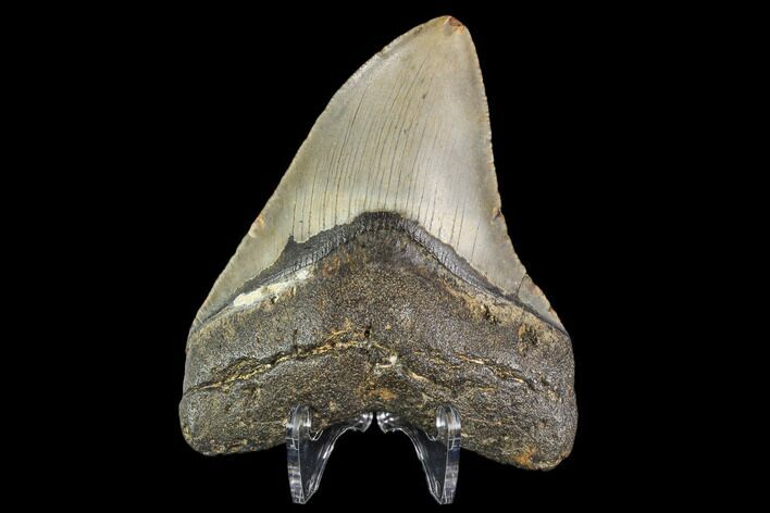 Fossil Megalodon Tooth - North Carolina #109667